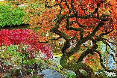 生活模拟MMO《Palia》将免费推出 仅靠装饰品获利